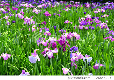 Iris, Japanese iris, Japanese iris, Japanese iris Iris, Japanese iris, Japanese iris, Japanese iris 126846203