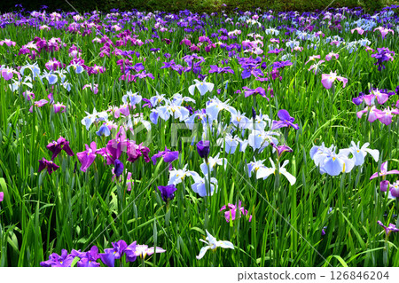 Iris, Japanese iris, Japanese iris, Japanese iris Iris, Japanese iris, Japanese iris, Japanese iris 126846204