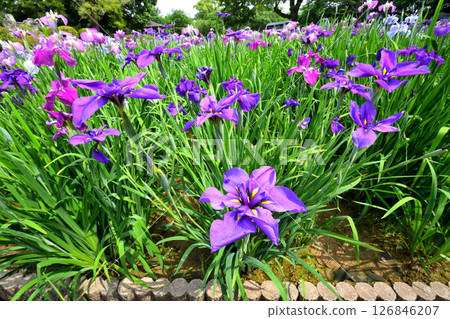 Iris, Japanese iris, Japanese iris, Japanese iris Iris, Japanese iris, Japanese iris, Japanese iris 126846207