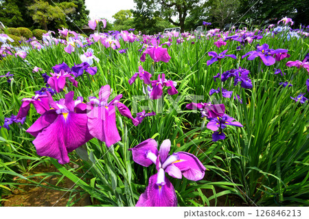 Iris, Japanese iris, Japanese iris, Japanese iris Iris, Japanese iris, Japanese iris, Japanese iris 126846213