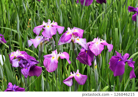 鳶尾花，日本鳶尾花，日本鳶尾花，日本鳶尾花 126846215