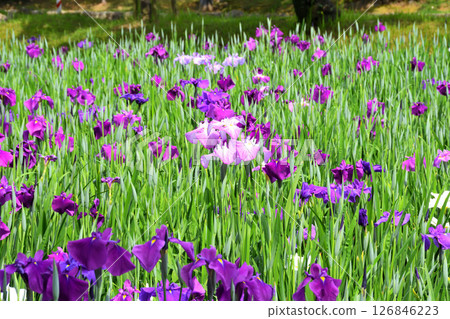 鳶尾花，日本鳶尾花，日本鳶尾花，日本鳶尾花 126846223