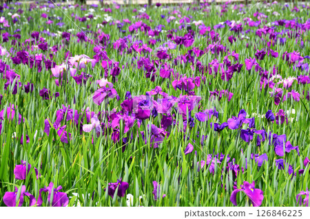 鳶尾花，日本鳶尾花，日本鳶尾花，日本鳶尾花 126846225