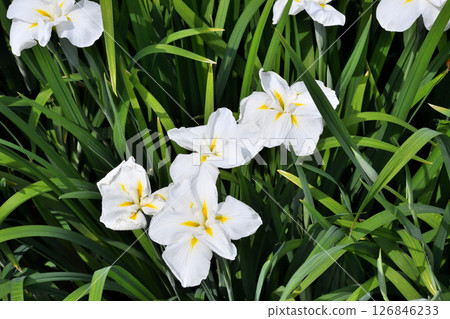 Iris, Japanese iris, Japanese iris, Japanese iris Iris, Japanese iris, Japanese iris, Japanese iris 126846233