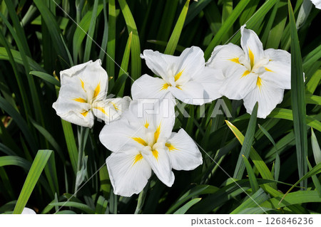 Iris, Japanese iris, Japanese iris, Japanese iris Iris, Japanese iris, Japanese iris, Japanese iris 126846236