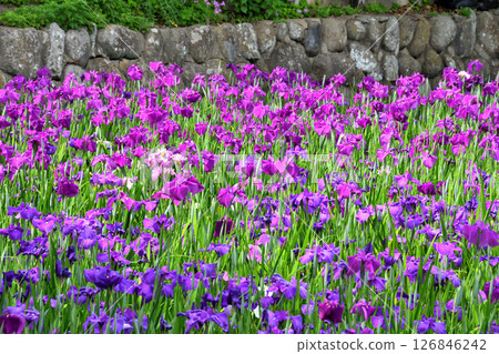 Iris, Japanese iris, Japanese iris, Japanese iris Iris, Japanese iris, Japanese iris, Japanese iris 126846242