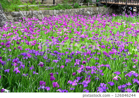 Iris, Japanese iris, Japanese iris, Japanese iris Iris, Japanese iris, Japanese iris, Japanese iris 126846244