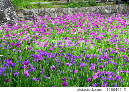 Iris, Japanese iris, Japanese iris, Japanese iris Iris, Japanese iris, Japanese iris, Japanese iris 126846245
