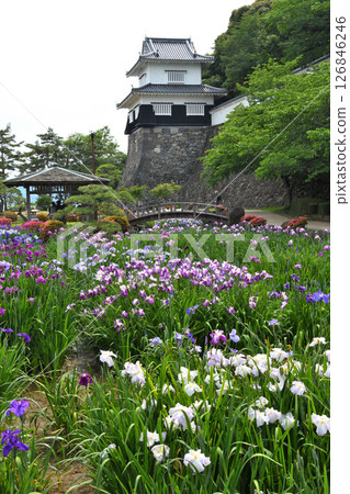 鳶尾花,日本鳶尾花,日本鳶尾花,日本鳶尾花 鳶尾花,日本鳶尾花,日本鳶尾花,日本鳶尾花 126846246