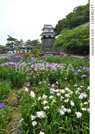 Iris, Japanese iris, Japanese iris, Japanese iris Iris, Japanese iris, Japanese iris, Japanese iris 126846247