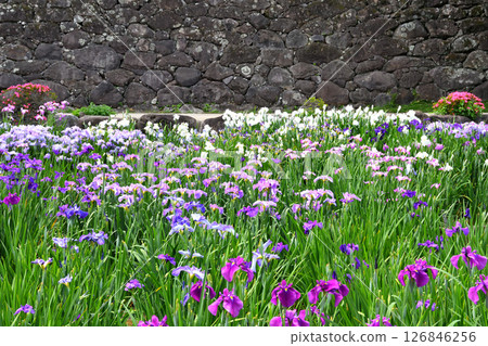 Iris, Japanese iris, Japanese iris, Japanese iris 126846256