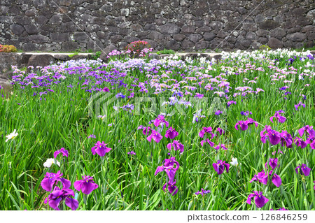 Iris, Japanese iris, Japanese iris, Japanese iris Iris, Japanese iris, Japanese iris, Japanese iris 126846259