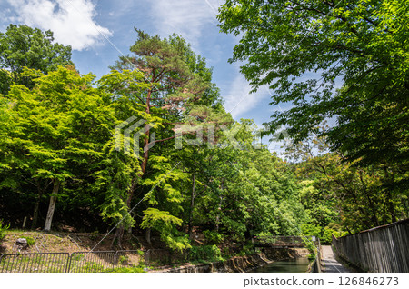 Lake Biwa Canal, forest along the canal, Kyoto City 126846273