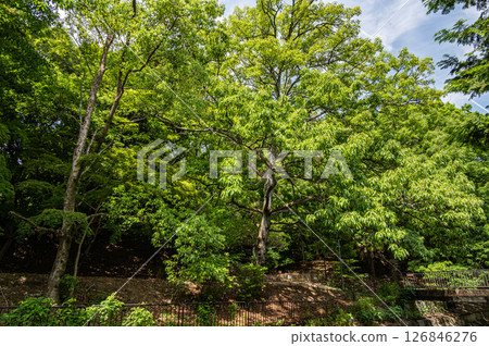 Lake Biwa Canal, forest along the canal, Kyoto City Lake Biwa Canal, forest along the canal, Kyoto City 126846276