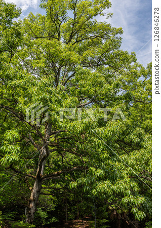 Lake Biwa Canal, forest along the canal, Kyoto City Lake Biwa Canal, forest along the canal, Kyoto City 126846278