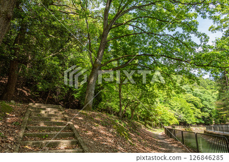 Forest scenery along the Lake Biwa Canal, Kyoto City 126846285