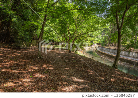 京都市琵琶湖運河沿岸的森林風景 126846287