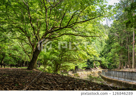 Forest scenery along the Lake Biwa Canal, Kyoto City 126846289