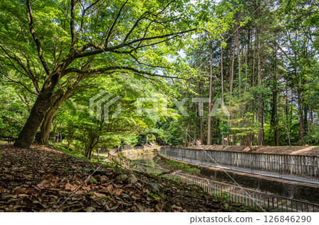 京都市琵琶湖運河沿岸的森林風景 126846290