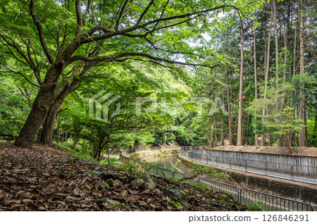 Forest scenery along the Lake Biwa Canal, Kyoto City Forest scenery along the Lake Biwa Canal, Kyoto City 126846291