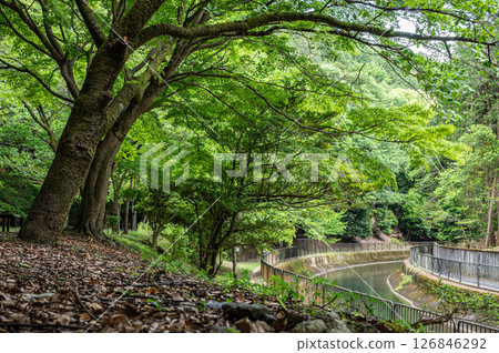 Forest scenery along the Lake Biwa Canal, Kyoto City Forest scenery along the Lake Biwa Canal, Kyoto City 126846292