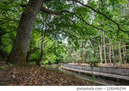 Forest scenery along the Lake Biwa Canal, Kyoto City Forest scenery along the Lake Biwa Canal, Kyoto City 126846294