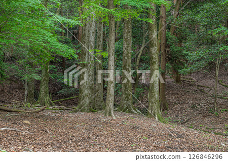 Forest scenery along the Lake Biwa Canal, Kyoto City Forest scenery along the Lake Biwa Canal, Kyoto City 126846296