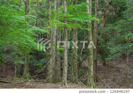 Forest scenery along the Lake Biwa Canal, Kyoto City Forest scenery along the Lake Biwa Canal, Kyoto City 126846297