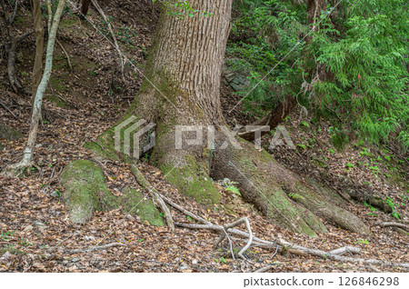 Forest scenery along the Lake Biwa Canal, Kyoto City 126846298