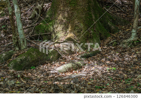 Forest scenery along the Lake Biwa Canal, Kyoto City Forest scenery along the Lake Biwa Canal, Kyoto City 126846300
