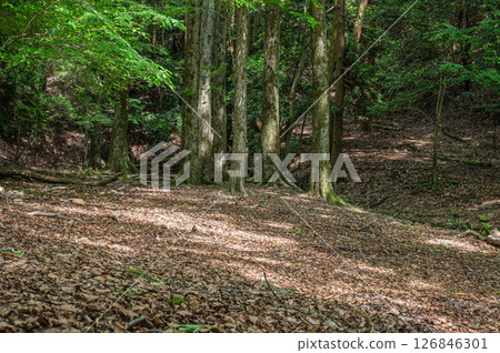 Forest scenery along the Lake Biwa Canal, Kyoto City Forest scenery along the Lake Biwa Canal, Kyoto City 126846301