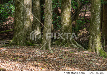京都市琵琶湖運河沿岸的森林風景 126846302