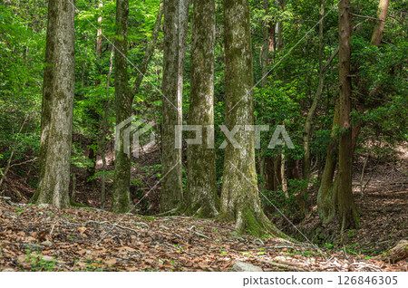 Forest scenery along the Lake Biwa Canal, Kyoto City 126846305