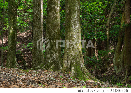 京都市琵琶湖運河沿岸的森林風景 126846306