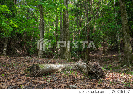 Forest scenery along the Lake Biwa Canal, Kyoto City Forest scenery along the Lake Biwa Canal, Kyoto City 126846307