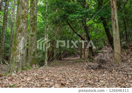 Forest scenery along the Lake Biwa Canal, Kyoto City Forest scenery along the Lake Biwa Canal, Kyoto City 126846311