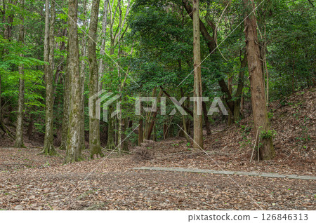 Forest scenery along the Lake Biwa Canal, Kyoto City 126846313