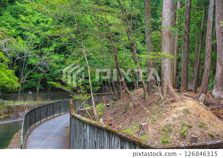 Lake Biwa Canal, Promenade along the canal, Kyoto City 126846315