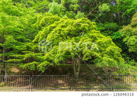 Lake Biwa Canal: Green maples along the canal, Kyoto City 126846318