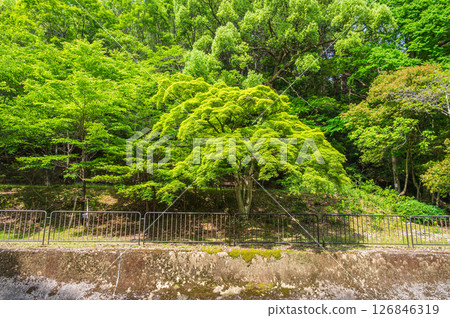 琵琶湖疏水：京都市運河沿岸的綠楓 126846319