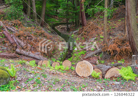 Coniferous forest along the Lake Biwa Canal, Kyoto City 126846322