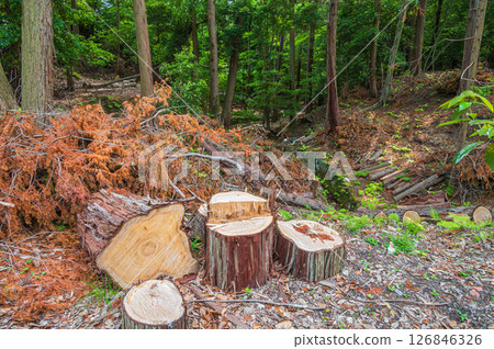 Coniferous forest along the Lake Biwa Canal, Kyoto City 126846326