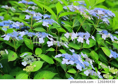 Blue hydrangea 126846430