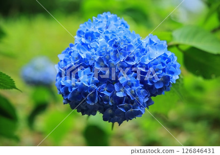 Blue hydrangea 126846431