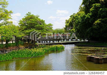 Kyoto, Nagaokakyo City, Iris flowers and the water bridge at Hachijogaike Nishiike (Nagaoka Tenmangu Shrine, late spring) 126846457