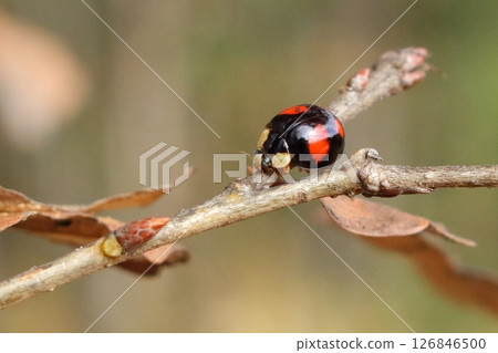 Winter ladybug (Coccinellidae) Winter ladybug (Coccinellidae) 126846500