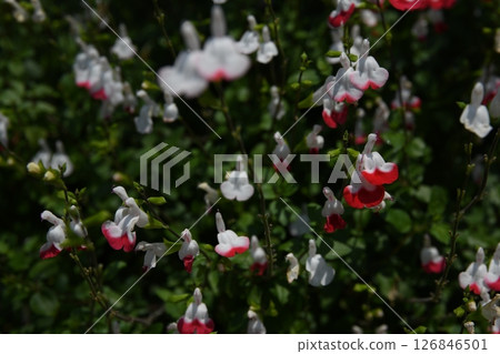 Cute flower 126846501