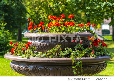 Brest City Park green nature art and landscape in Belarus. 126846598