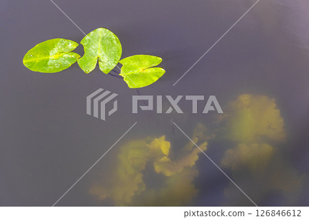 Brest City Park Belarus green river lake and pond water. 126846612