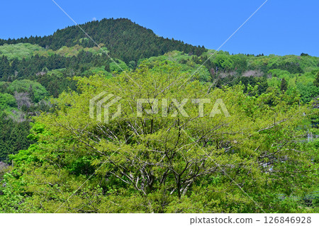桃花之鄉東秩父村的清新綠色田園風光 126846928